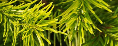 Olje sibirske jelke (Abies sibirica)